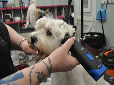 Pet Westie Trim